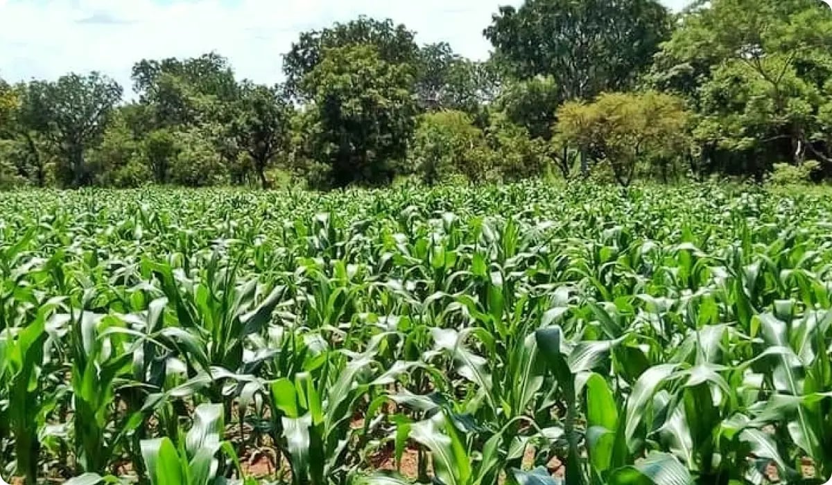 Walewale Climate-Smart Rice Milling Project_visual 2