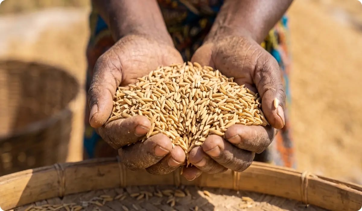 Walewale Climate-Smart Rice Milling Project_visual 3