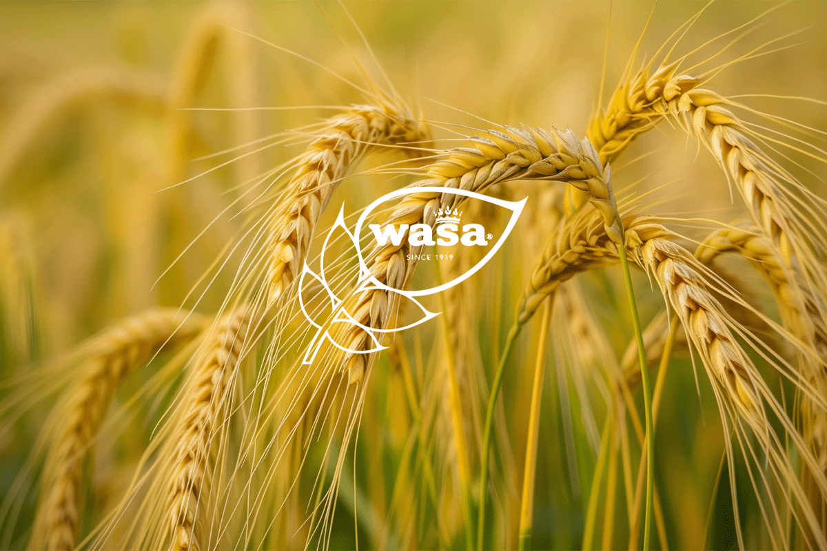 Wasas crisp path to carbon neutrality_Close up on a rye field_visual 1