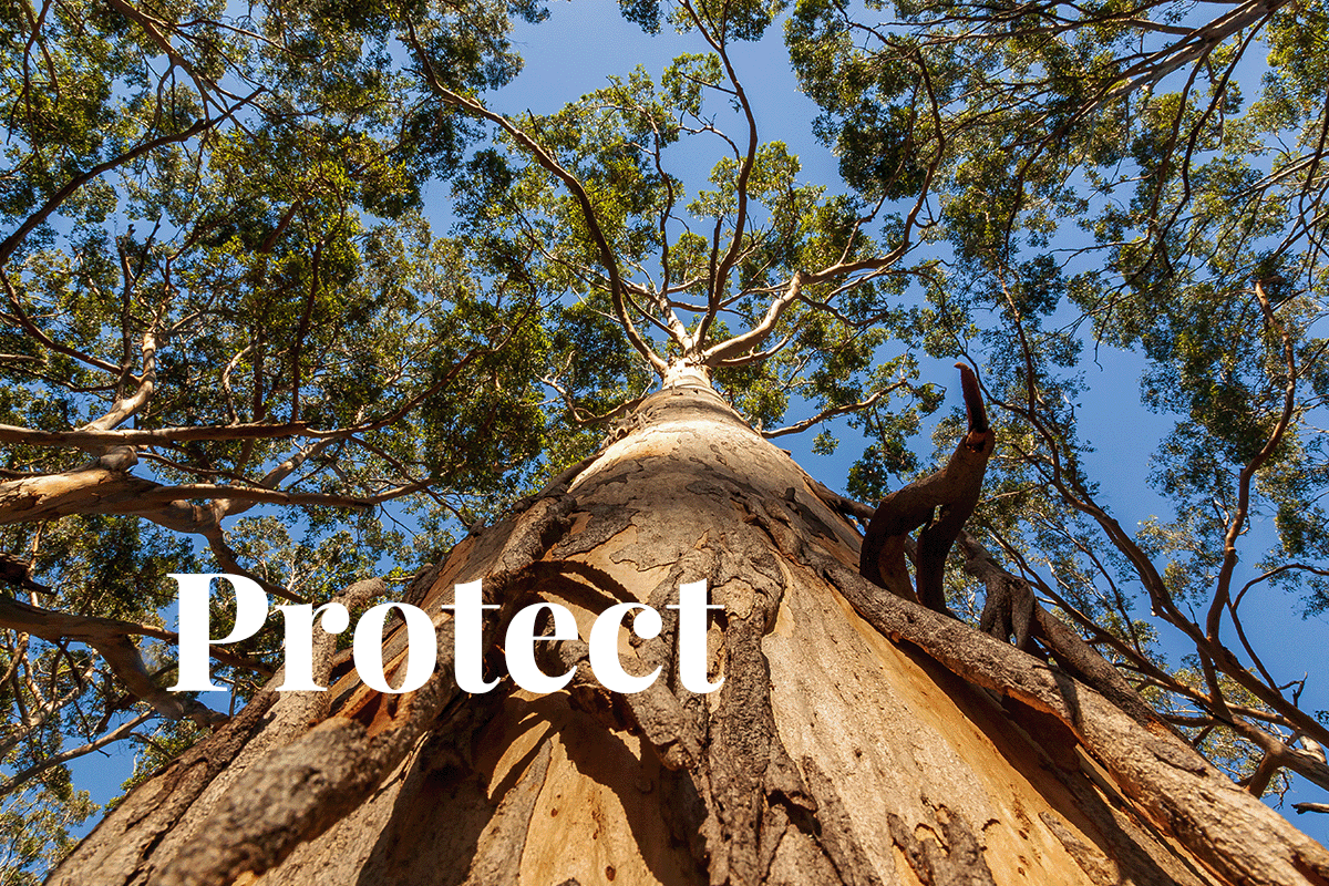Western Australias pledge to protect native forests_A view from below of a large, old Karri tree in Boranup Forest_visual 1