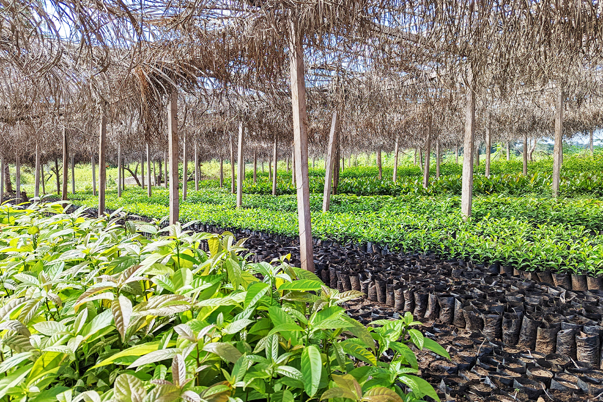 What are the benefits of the booming carbon credits market-2