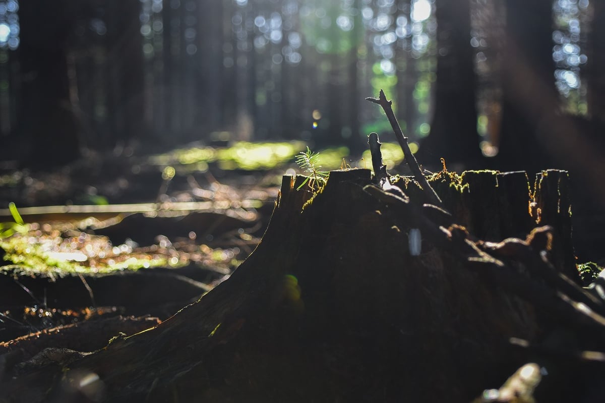 What are the effects of deforestation