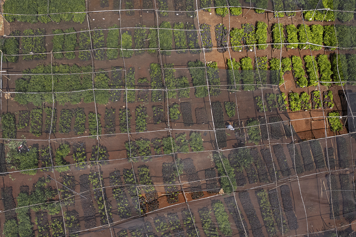 What is CSRD and how does it affect your business _Drone picture of seedlings nursery_visual 5