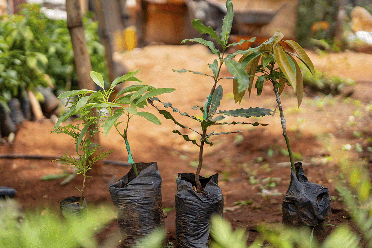 What is CSRD_Close-up of a variety of tree seedlings_visual 4