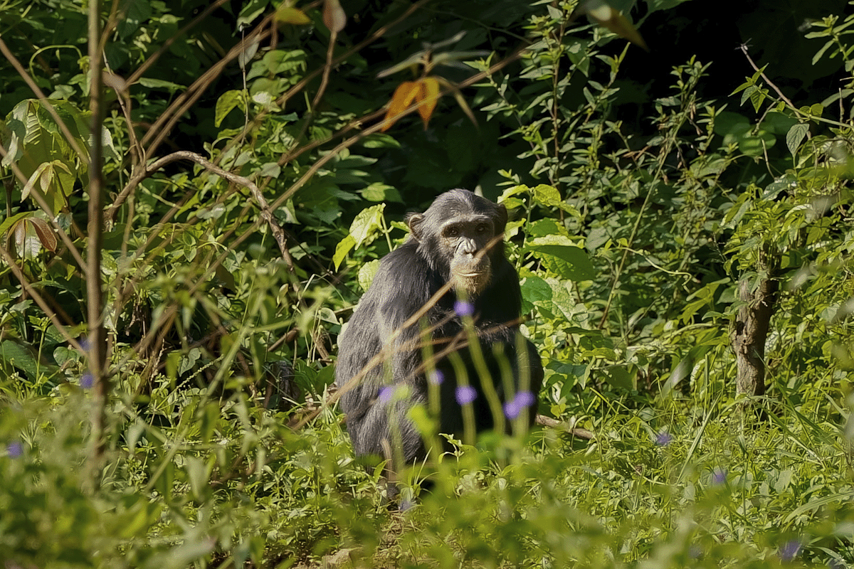 What is a carbon footprint_Bulindi chimpanzee in its natural habitat_visual 4
