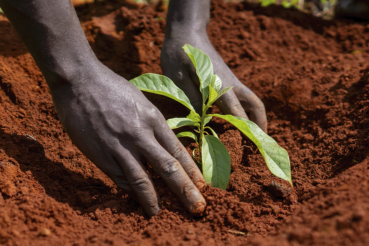 What is a carbon footprint_Close-up of a local man planting a tree seedling_visual 5