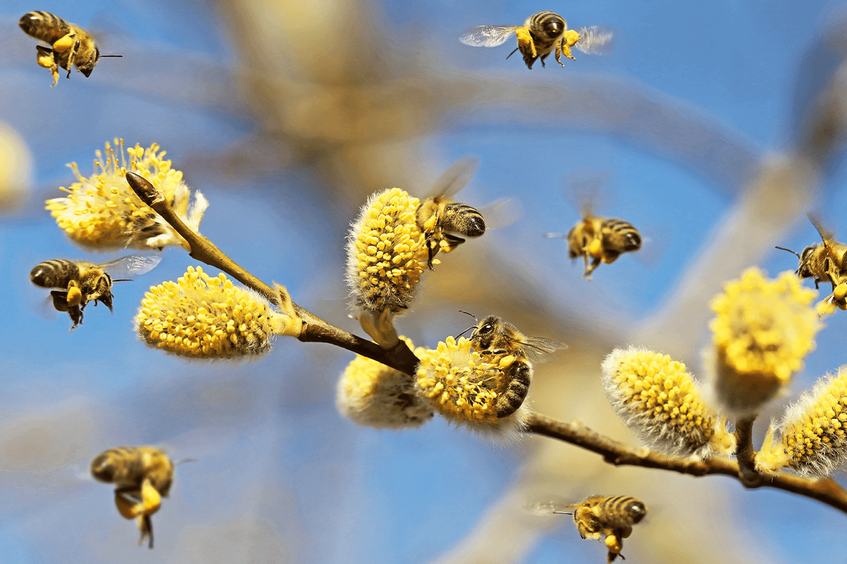 Sustainable land management, sustainable agriculture, agroforestry