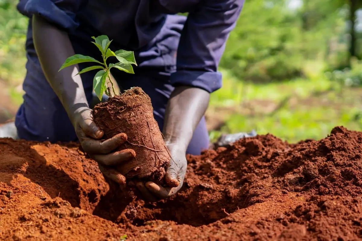 Who’s who in the carbon market_ Key institutions and frameworks and what they do_Close-up of a DGB team member planting a tree seedling at the project site_visual 9