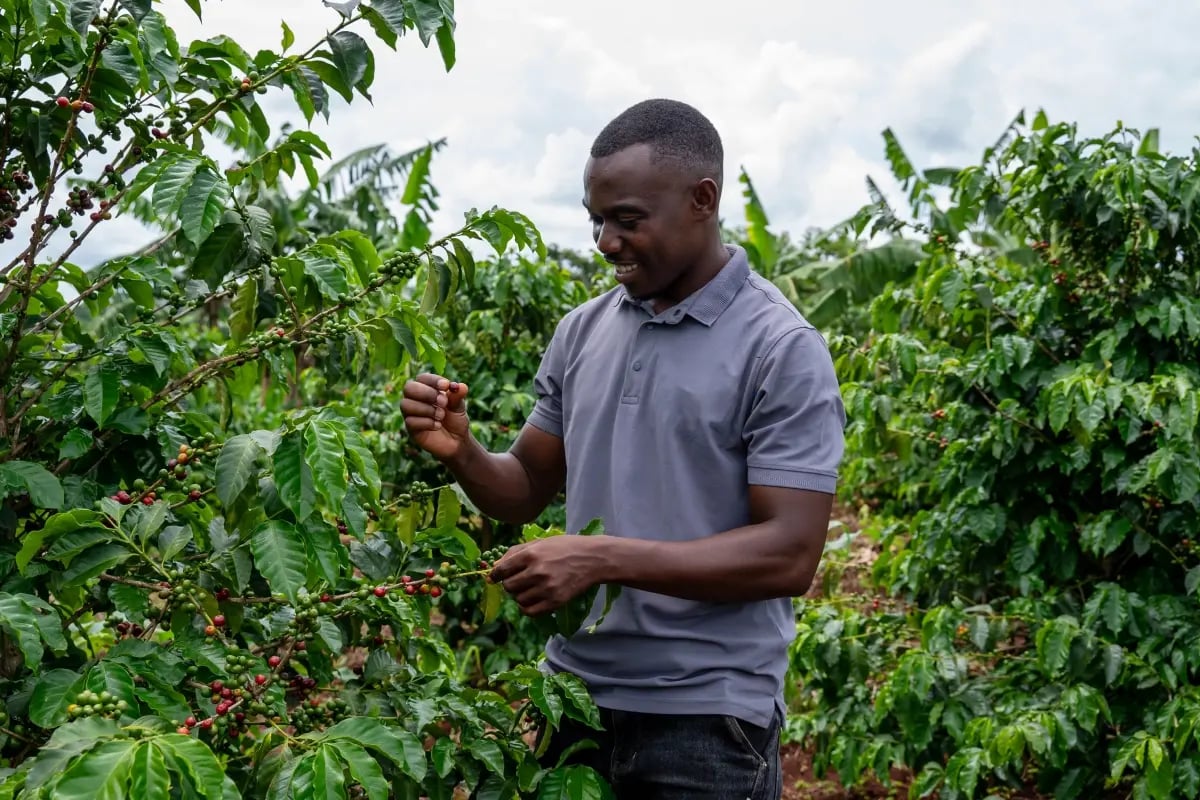 Who’s who in the carbon market_ Key institutions and frameworks and what they do_DGB team member checking coffee trees at the project site_visual 6