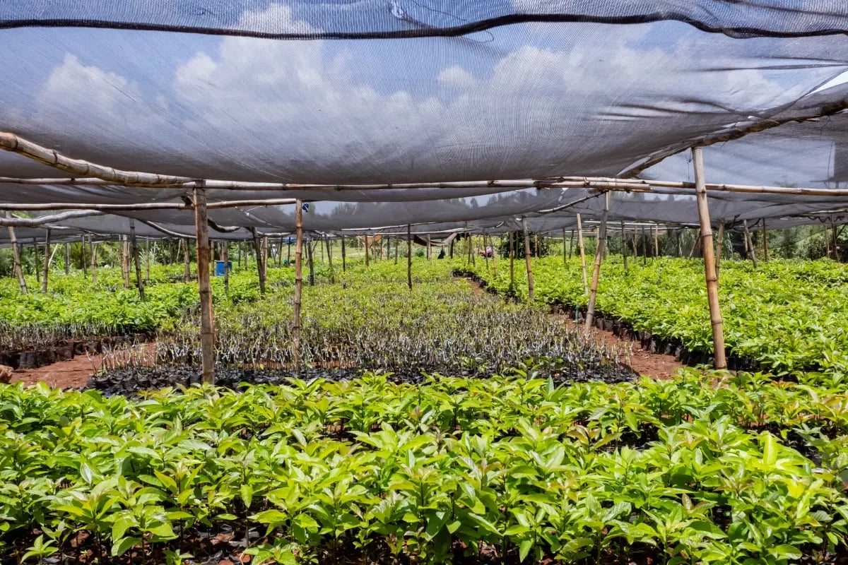 Who’s who in the carbon market_ Key institutions and frameworks and what they do_Tree seedlings nursery in Kenya_visual 2