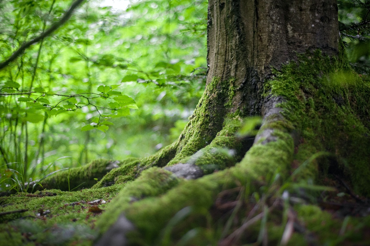 Why Private Companies Need To Catch Up On Sustainability