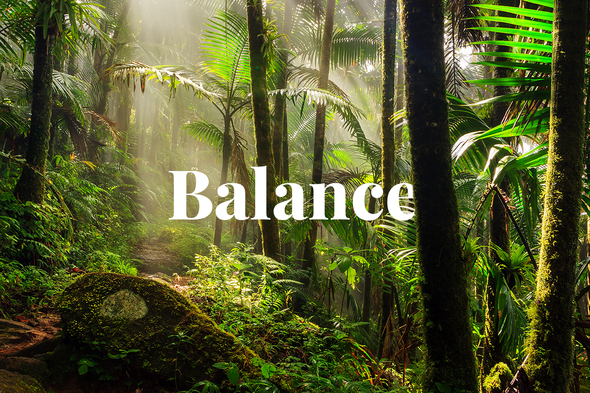 Why are tropical rainforests important?