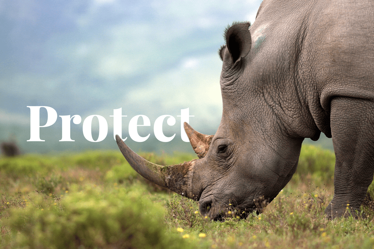 Why should endangered species be protected _visual 1