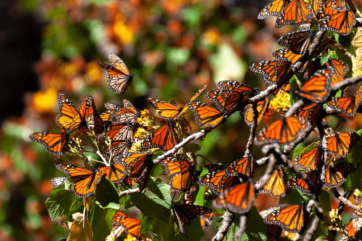 Why should endangered species be protected _visual 3