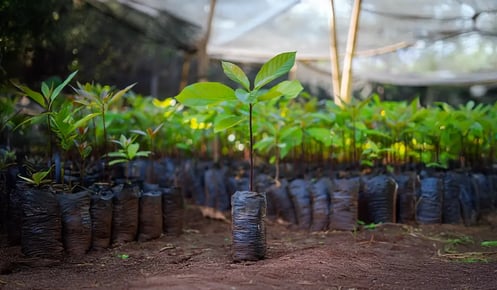 Waarom we prioritaire gebieden zoals Afrika moeten herstellen