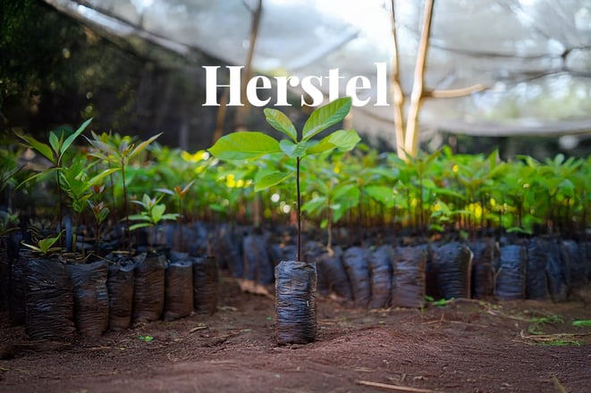 Why we need to restore high-priority areas like Africa_Close-up of tree seedlings ready for planting at a tree nursery_visual 1_NL