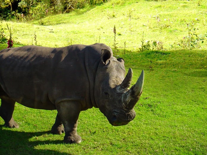 World Bank Issued the First-Ever “Rhino” Bond to Aid Animal Conservation Efforts-min