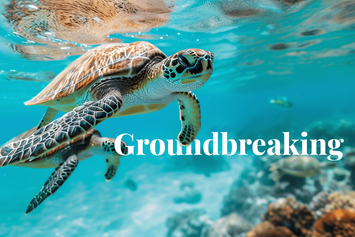 World Bank unveils groundbreaking $100M bond_ Hawksbill Turtles swimming in an ocean_visual 1