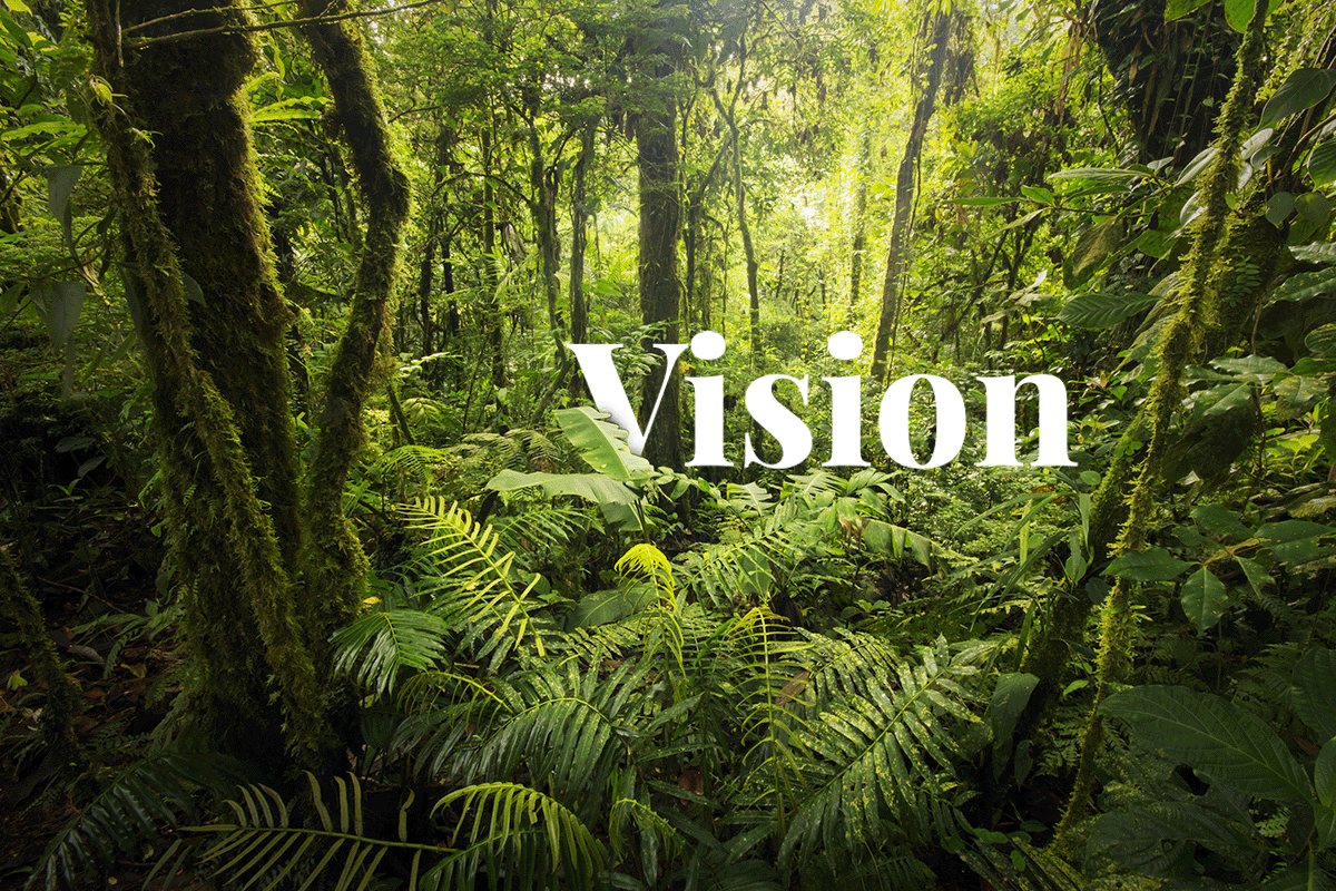 World Bank unveils vision for thriving global carbon markets_View on a dense vegetation in Costa Rica’s cloud forests_visual 1