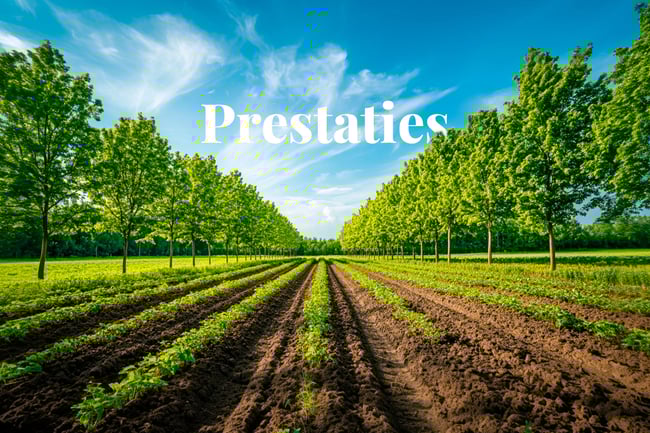 World Carbon Fund outpaces compliance markets in 2024_Ground-level view of a wooded field with lush green deciduous trees stretching to the horizon_visual 1_NL