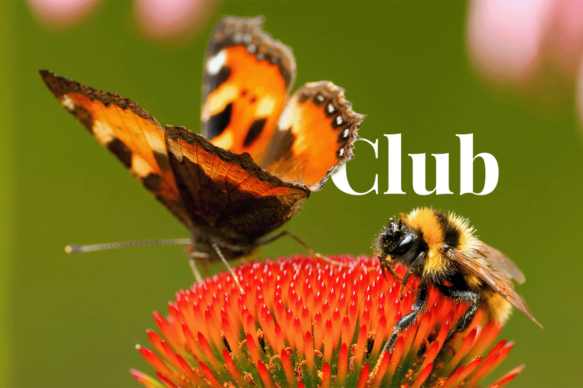 World Economic Forum to create a Biodiversity Credit Buyers Club_Close-up of a butterfly and a bee sitting on a flower_visual 1