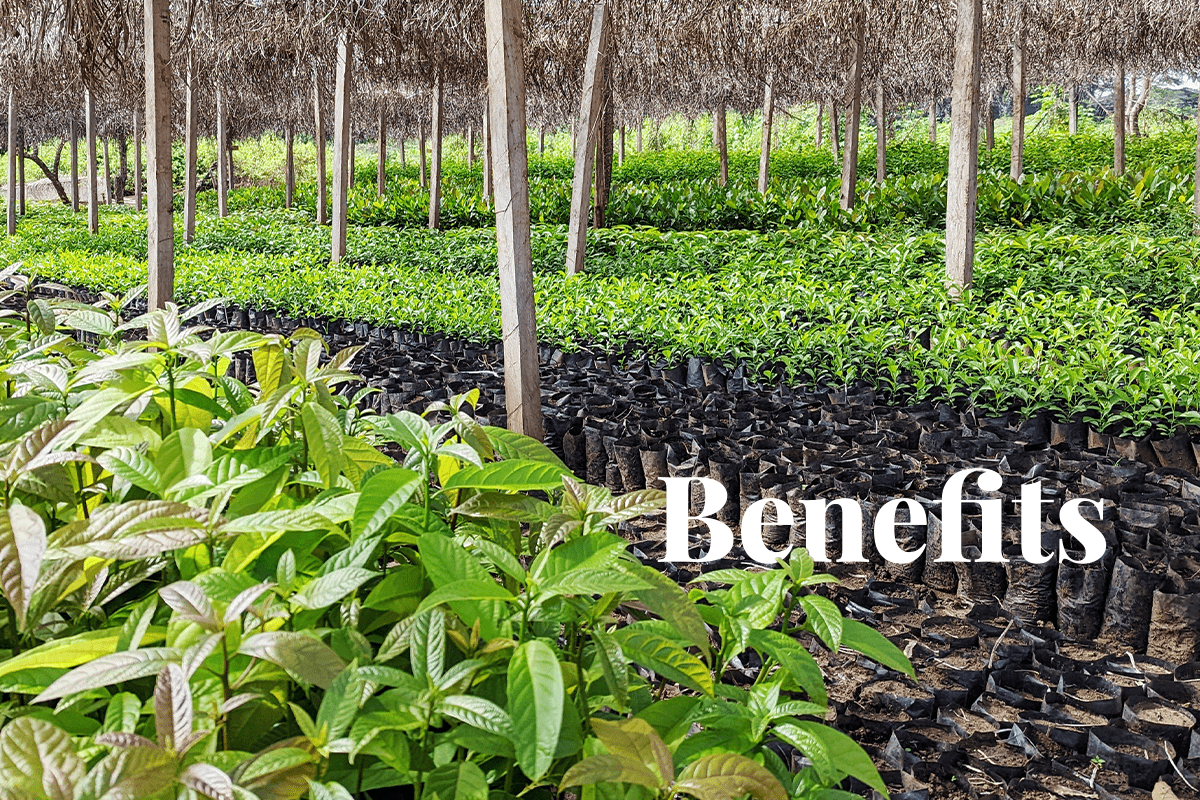 _10 amazing benefits of planting trees_Tree nursery as the part of Sawa Afforestation Project in Cameroon_visual 1