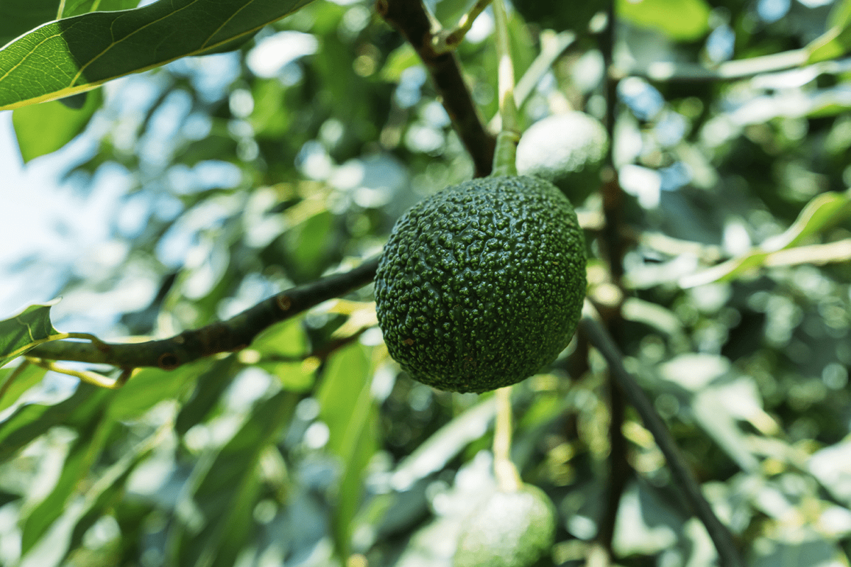 Reforestation: 10 Amazing benefits of planting trees