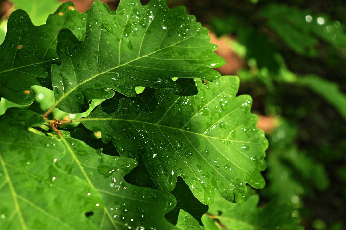 _10 amazing benefits of planting trees_oak tree leaves with raindrops_visual 5