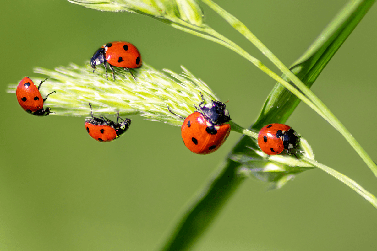 _10 vital ecosystem services_ladybugs climbing a plant_visual 7