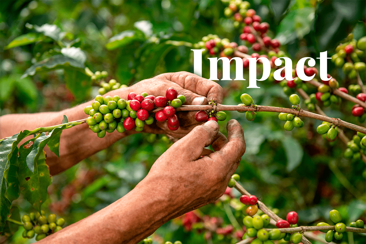 acorns impact on small farmers in peru and colombia_farmer picking coffee fruits_visual1