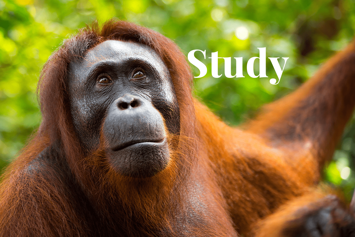 alarming decline in animal species_sumatran orangutan in a jungle in Borneo_visual 1