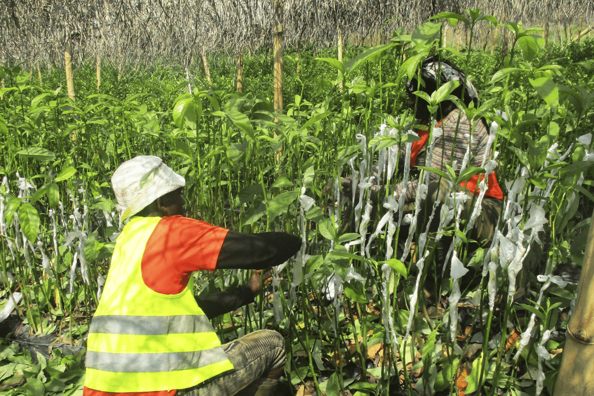 avocado and mango seedlings in Cameroon_Local Nursery_visual 4