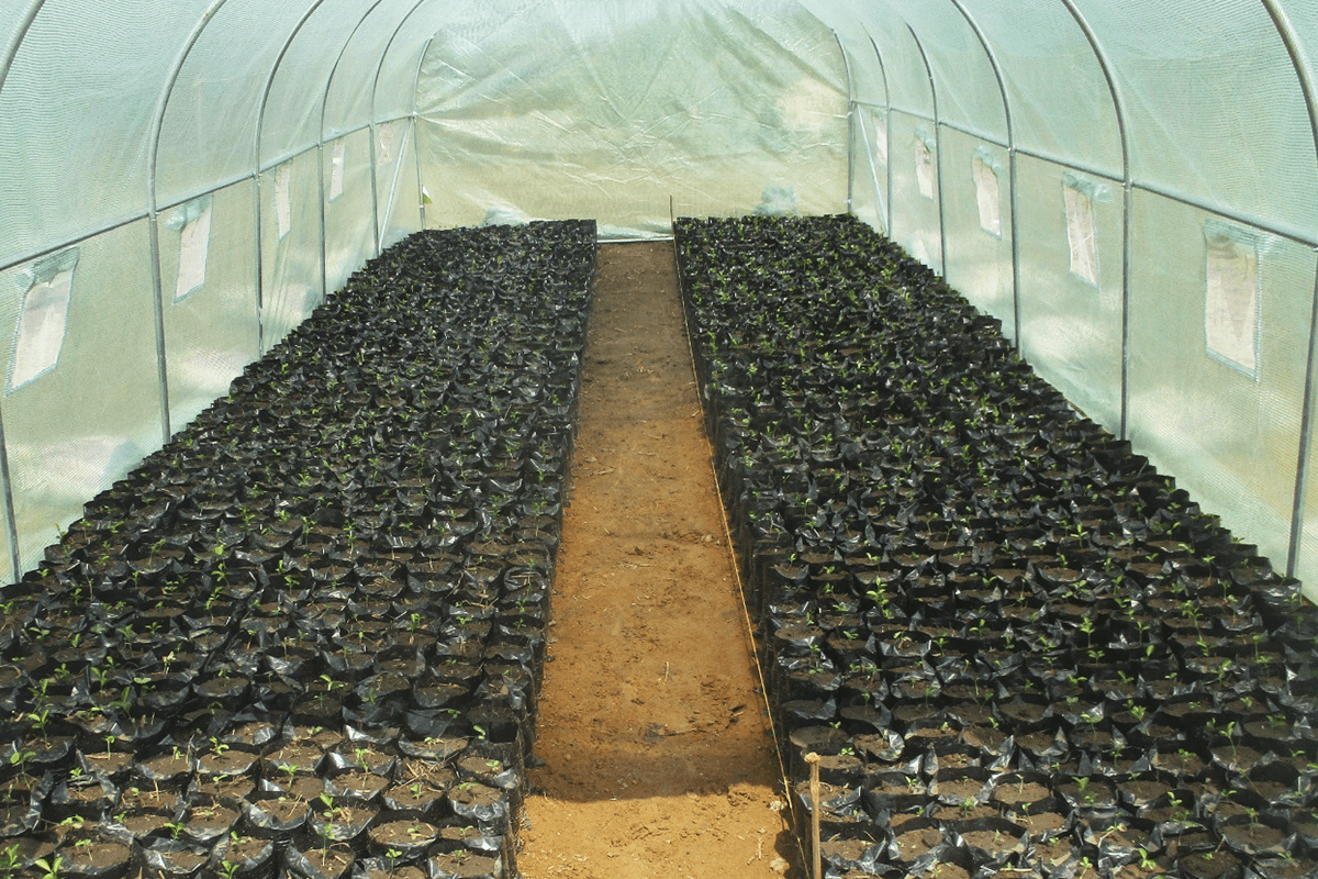 avocado and mango seedlings in Cameroon_Seedlings nursery_visual 3