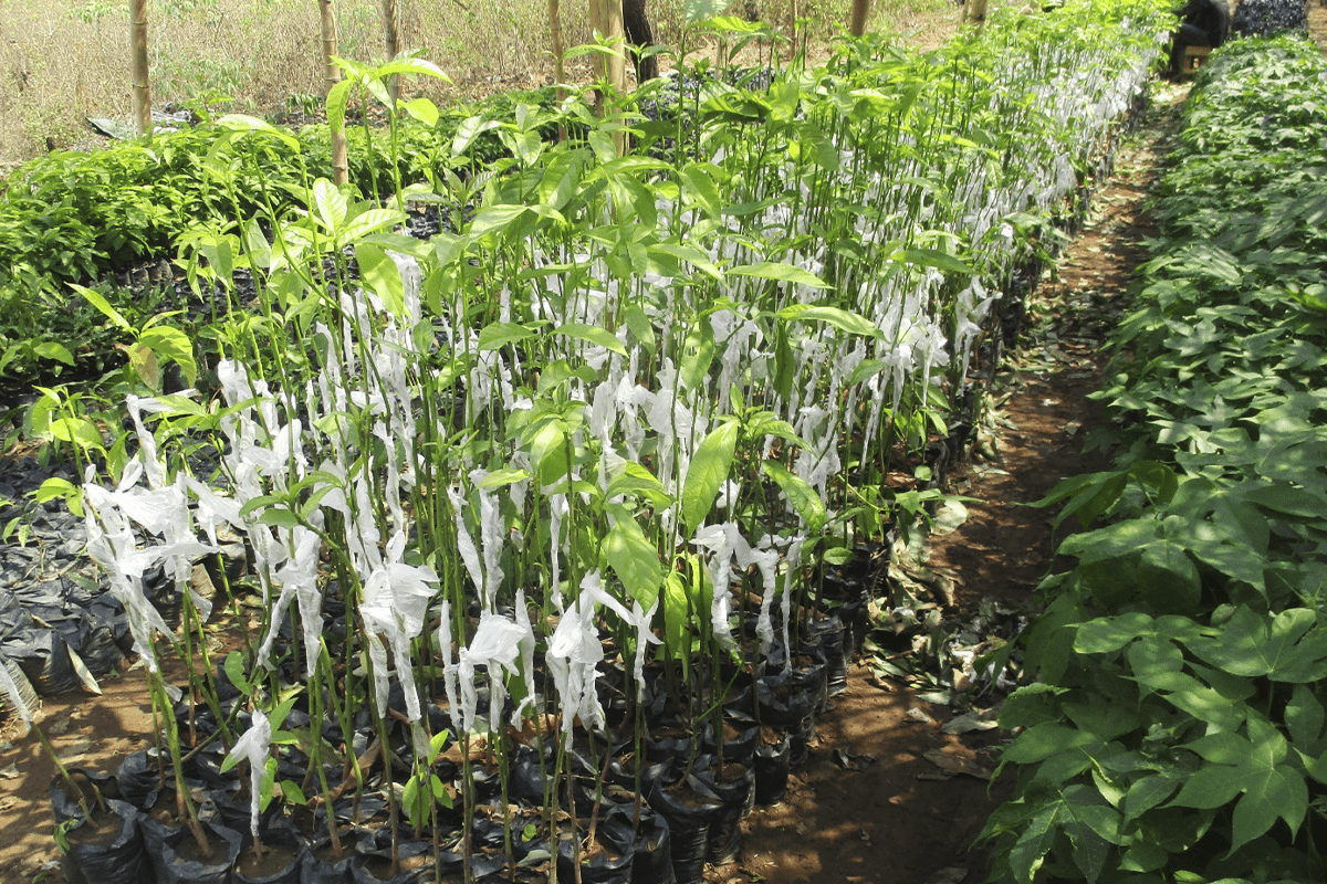 avocado and mango seedlings in Cameroon_Seedlings_visual 1