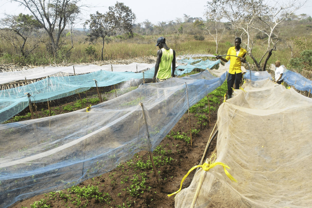 avocado and mango seedlings in Cameroon_Seedlings_visual 2