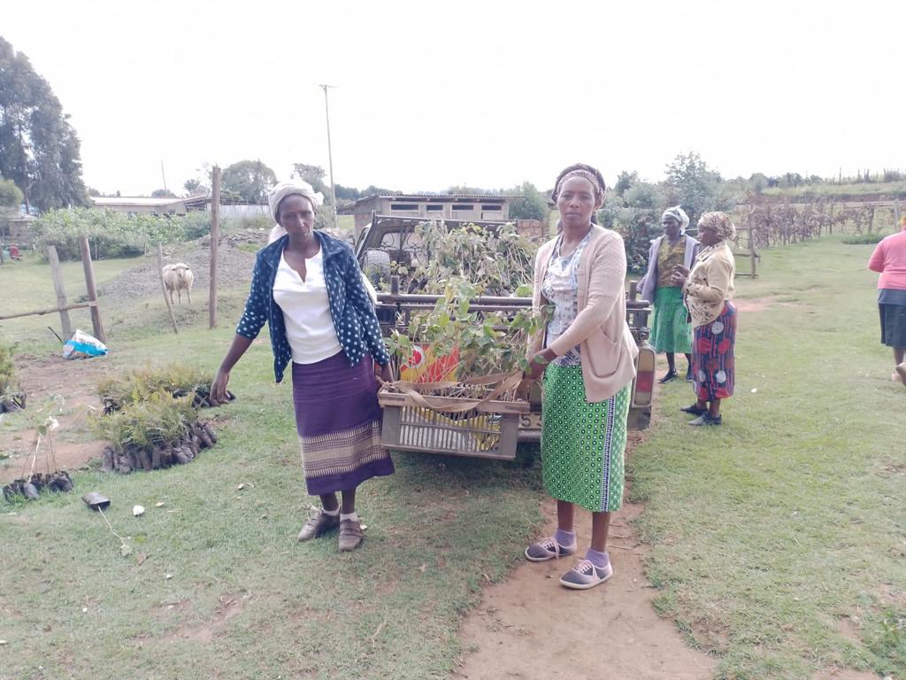Early tree planting in Sept 22 Kenya