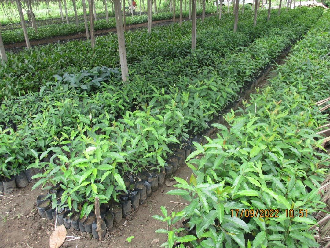 Prunus Africana to be planted in Oct-22 Cameroon