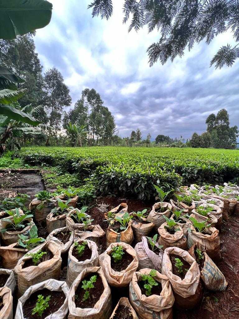 Seedlings ready to be planted for intercropping Kenya