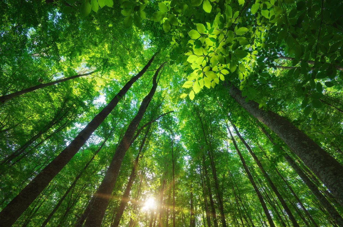 build a carbon-efficient portfolio