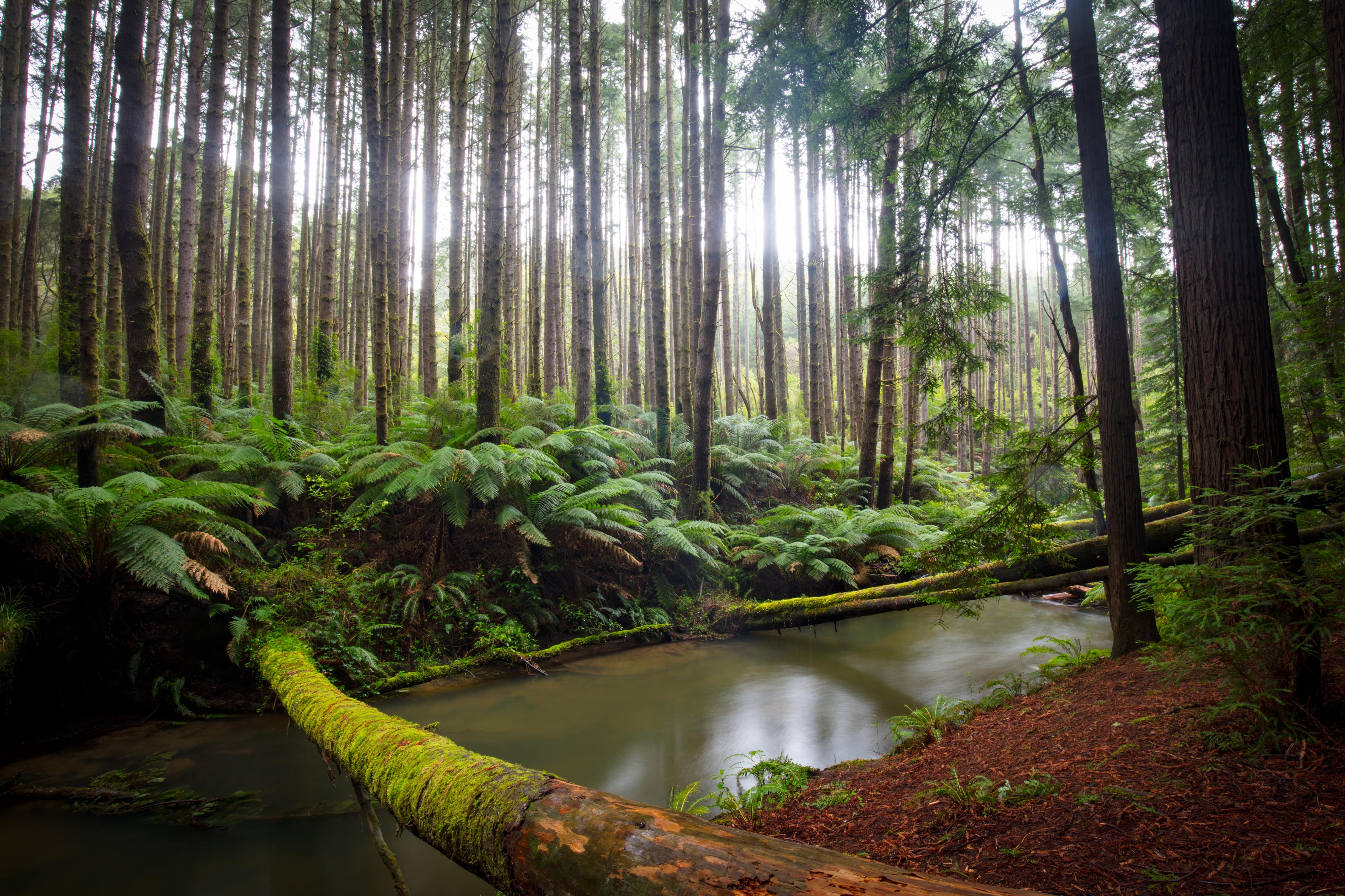 Study: The green bond market will exceed supply for the next 30 years-1