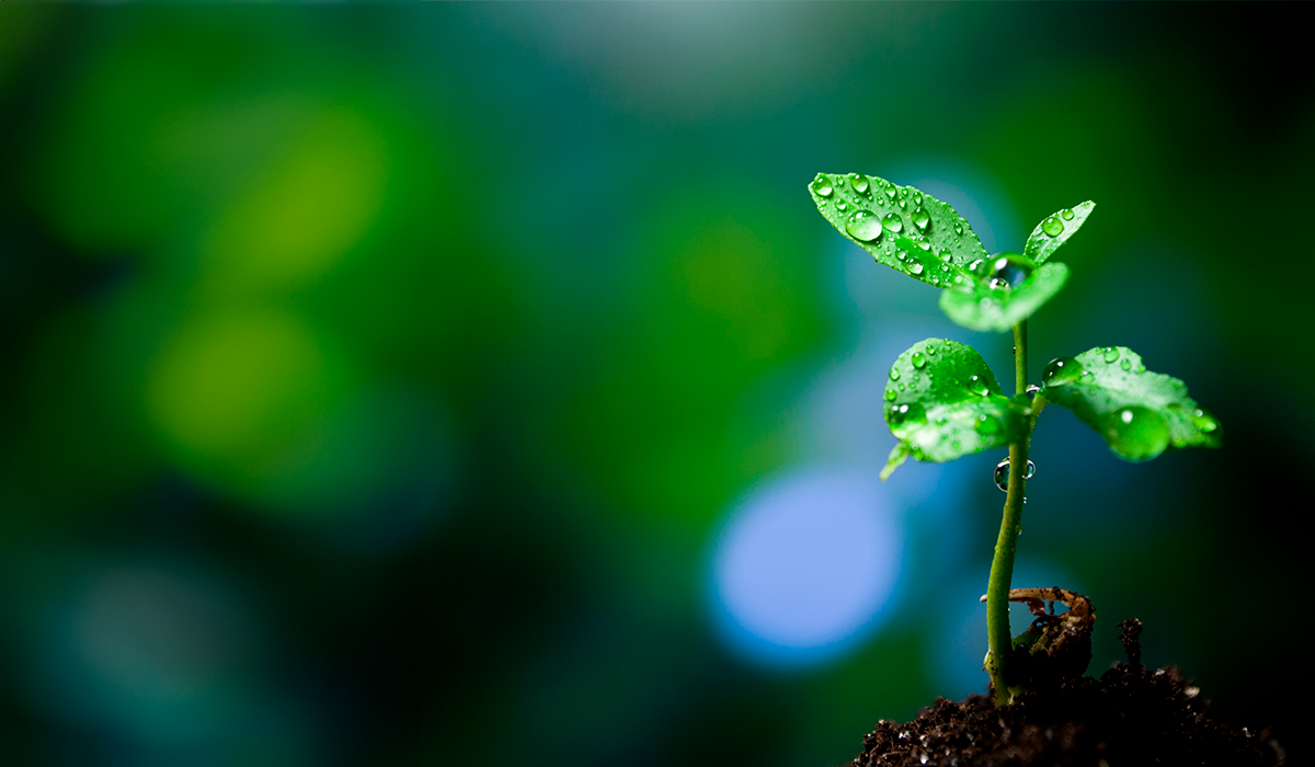 What is carbon credit investing?