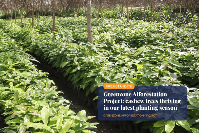 cashew trees thriving in our latest planting season_Cashew plants nursery in Cameroon_visual 1 (1)