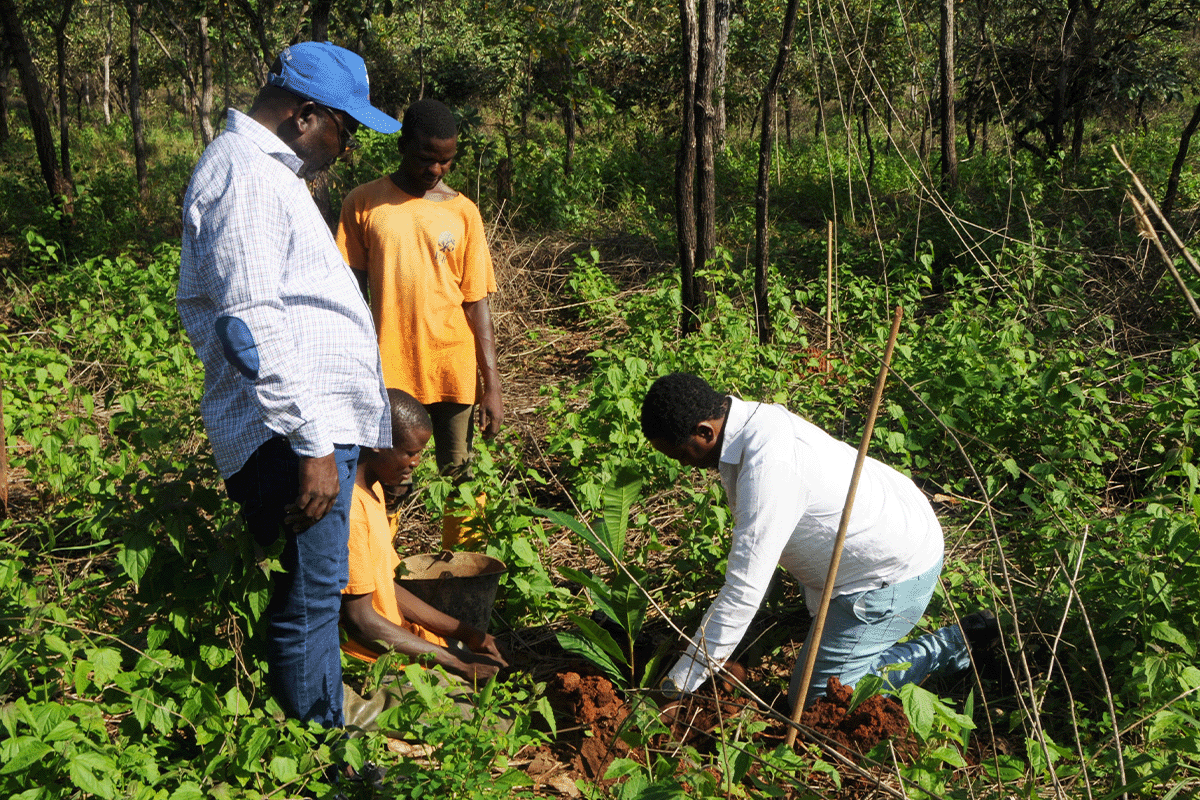cashew trees thriving in our latest planting season_Locals working in Cashew plants nursery_visual 2