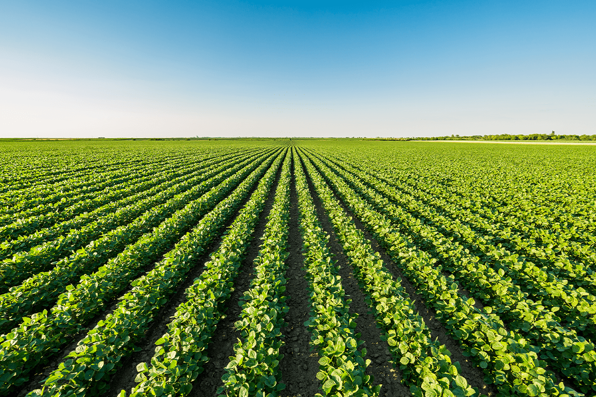 causes of deforestation_agricultural landscape with green ripening soybean_visual 9