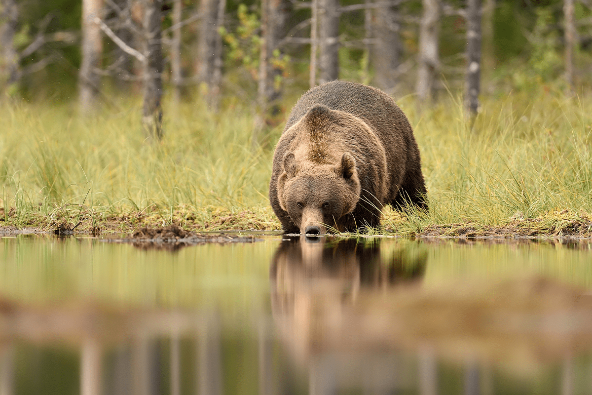 causes of deforestation_bear drinking water from a forest pond_visual 10