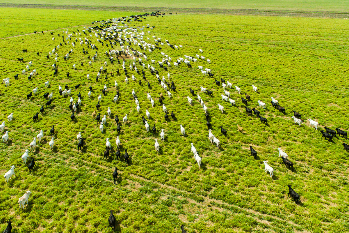 causes of deforestation_cattle ranch Nelore in Brazil_visual 5