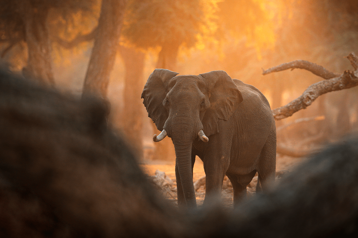 causes of deforestation_elephant in a forest at Mana Pools National Park in Africa_visual 3