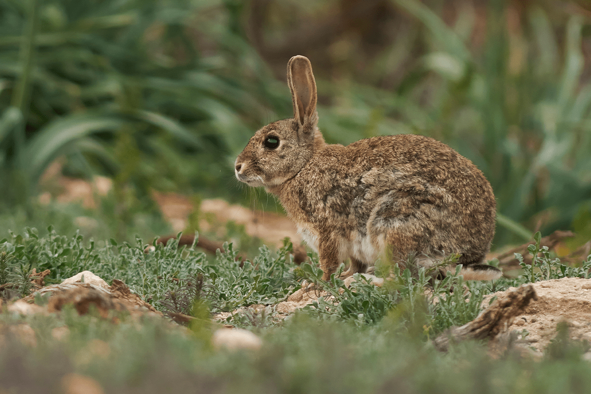 causes of deforestation_field rabbit in a green meadow in Spain_visual 8