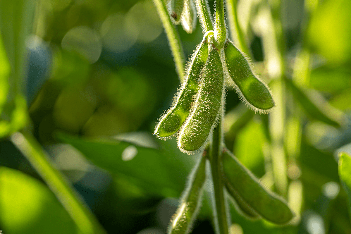 causes of deforestation_soy plantation_visual 4