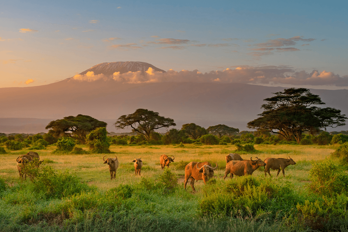 causes of deforestation_wild animals at Amboseli National Park in Kenya_visual 6